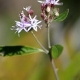 Plantes et arbustes avec inflorescence rose ou violette
