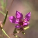 Plantes et arbustes avec inflorescence rose ou violette