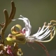 Plantes et arbustes du Cerrado avec inflorescence blanche