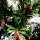 Plantes avec fleur(s) de couleur rouge