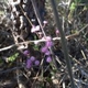 Plantes et arbustes avec inflorescence rose ou violette