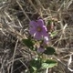 Plantes et arbustes avec inflorescence rose ou violette