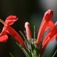 plante(s)