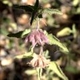 Plantes et arbustes avec inflorescence rose ou violette
