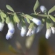 Plantes et arbustes du Cerrado avec inflorescence blanche
