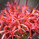 Plantes avec fleur(s) de couleur rouge