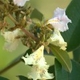 Plantes et arbustes du Cerrado avec inflorescence blanche
