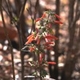Plantes avec fleur(s) de couleur rouge