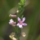 Plantes et arbustes avec inflorescence rose ou violette