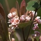 Plantes et arbustes avec inflorescence rose ou violette