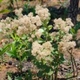 Plantes et arbustes du Cerrado avec inflorescence blanche