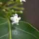 Plantes et arbustes du Cerrado avec inflorescence blanche