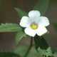 Plantes et arbustes du Cerrado avec inflorescence blanche