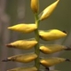 Plantes broméliacées