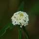 Plantes et arbustes du Cerrado avec inflorescence blanche