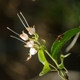Plantes et arbustes du Cerrado avec inflorescence blanche