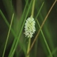 Plantes et arbustes du Cerrado avec inflorescence blanche