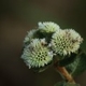 Plantes et arbustes du Cerrado avec inflorescence blanche