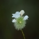 Plantes et arbustes du Cerrado avec inflorescence blanche