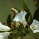 Plantes et arbustes du Cerrado avec inflorescence blanche