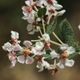 Plantes et arbustes du Cerrado avec inflorescence blanche