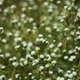 Plantes et arbustes du Cerrado avec inflorescence blanche