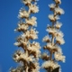 Plantes et arbustes du Cerrado avec inflorescence blanche