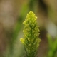 Plantes et arbustes du Cerrado avec inflorescence blanche