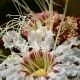 Plantes et arbustes du Cerrado avec inflorescence blanche
