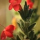 Plantes avec fleur(s) de couleur rouge
