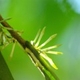 Plantes et arbustes du Cerrado avec inflorescence blanche