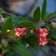 Plantes avec fleur(s) de couleur rouge