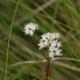 Plantes et arbustes du Cerrado avec inflorescence blanche
