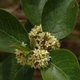 Plantes et arbustes du Cerrado avec inflorescence blanche