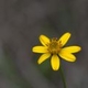 Plantes et arbustes avec inflorescence jaune ou dorée