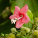 Plantes avec fleur(s) de couleur rouge