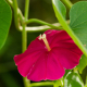 Plantes avec fleur(s) de couleur rouge