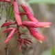 Plantes avec fleur(s) de couleur rouge