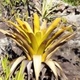 Plantes broméliacées