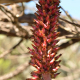 Plantes broméliacées