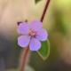 Plantes et arbustes avec inflorescence rose ou violette