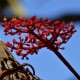 Plantes avec fleur(s) de couleur rouge