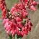 Plantes avec fleur(s) de couleur rouge