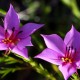 Plantes et arbustes avec inflorescence rose ou violette