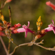 Plantes avec fleur(s) de couleur rouge