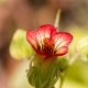 Plantes avec fleur(s) de couleur rouge
