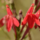 Plantes avec fleur(s) de couleur rouge