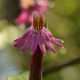 Plantes et arbustes avec inflorescence rose ou violette