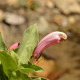 Plantes et arbustes avec inflorescence rose ou violette