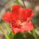 Plantes avec fleur(s) de couleur rouge